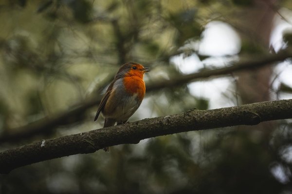 Les bienfaits de la protection de la nature sur l'homme et la planète : Pourquoi il est important de préserver notre environnement ?